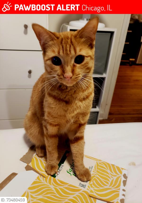 Lost Male Cat last seen St. Louis & Wabansia Ave, Chicago, IL 60647