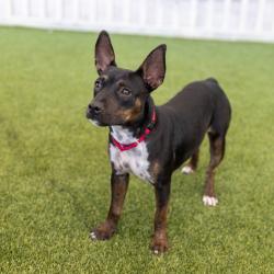 Shelter Stray Female Dog last seen , 4575 E Mesquite Ave, Palm Springs, CA 92264, USA