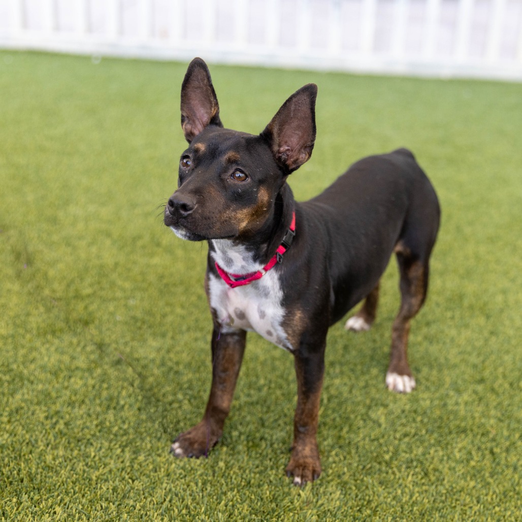Shelter Stray Female Dog last seen , 4575 E Mesquite Ave, Palm Springs, CA 92264, USA