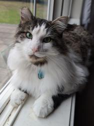Lost Male Cat last seen NE 144th st and NE 202nd Ave., Brush Prairie, WA 98606