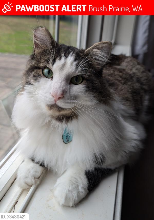 Lost Male Cat last seen NE 144th st and NE 202nd Ave., Brush Prairie, WA 98606