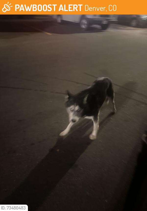 Found/Stray Unknown Dog last seen Michoacana on green valley and chambers, Denver, CO 80239