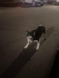 Found/Stray Unknown Dog last seen Michoacana on green valley and chambers, Denver, CO 80239