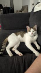 Found/Stray Male Cat last seen Pipeline Rd. Hurst, TX 76053 near Braums by North East Mall, Hurst, TX 76053