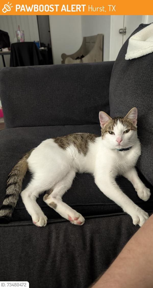 Found/Stray Male Cat last seen Pipeline Rd. Hurst, TX 76053 near Braums by North East Mall, Hurst, TX 76053