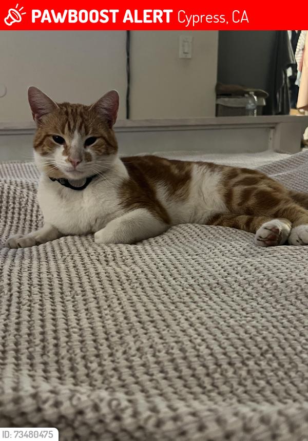 Lost Male Cat last seen Orange and walker street, Cypress, CA 90630