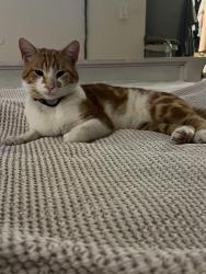 Lost Male Cat last seen Orange and walker street, Cypress, CA 90630