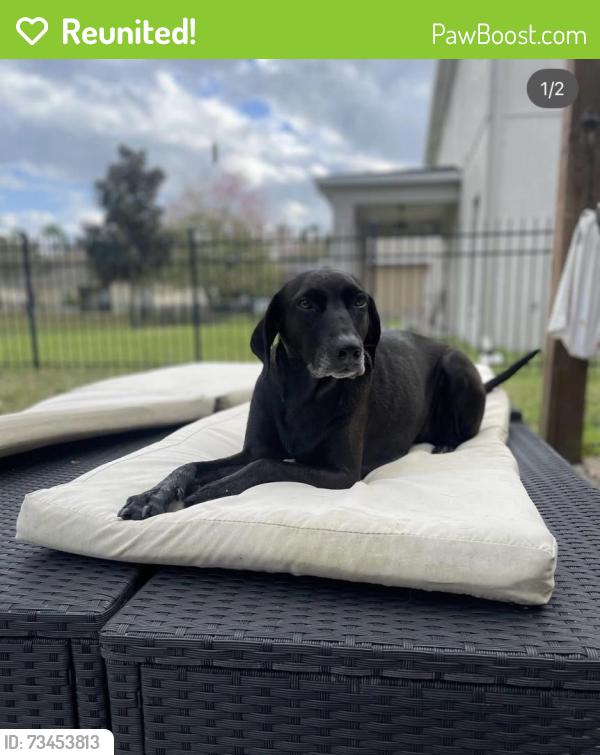 Reunited Female Dog last seen Us1792 and orange, Longwood, FL 32750
