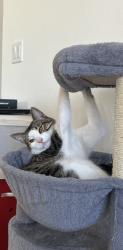 Reunited Male Cat last seen 148th & Powell, Portland, OR 97236