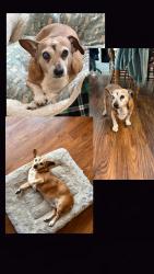 Reunited Female Dog last seen Spencer Mountain, Gastonia, NC 28056