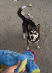 Lost Male Dog last seen Belmont St & 6th Ave, Delano, CA 93215