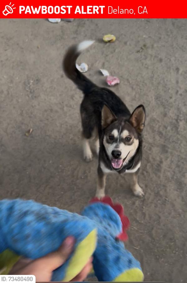 Lost Male Dog last seen Belmont St & 6th Ave, Delano, CA 93215
