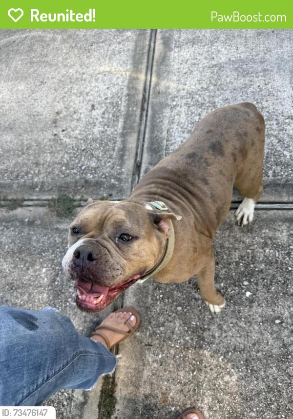 Reunited Female Dog last seen West Rayford, Harris County, TX 77389