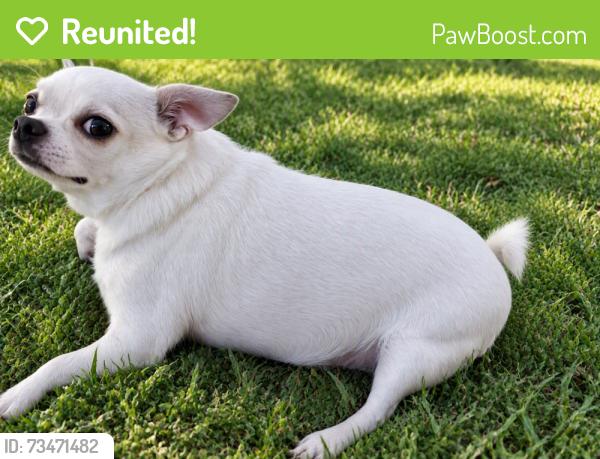 Reunited Female Dog last seen Canal St, Orange, CA 92865