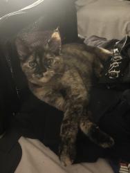 Reunited Female Cat last seen Grand Ave. by Circle K, Lake Elsinore, CA 92530