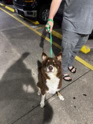 Found/Stray Male Dog last seen Hop scholar ale hse, Spring, TX 77386