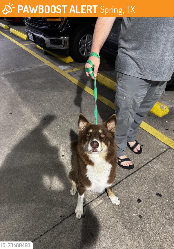 Found/Stray Male Dog last seen Hop scholar ale hse, Spring, TX 77386