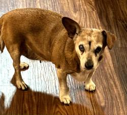 Reunited Female Dog last seen Petty Rd near Dallas Spencer Mtn Rd, Gastonia, NC 28056