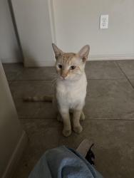 Reunited Male Cat last seen Near E 37th St, Yuma, AZ 85365