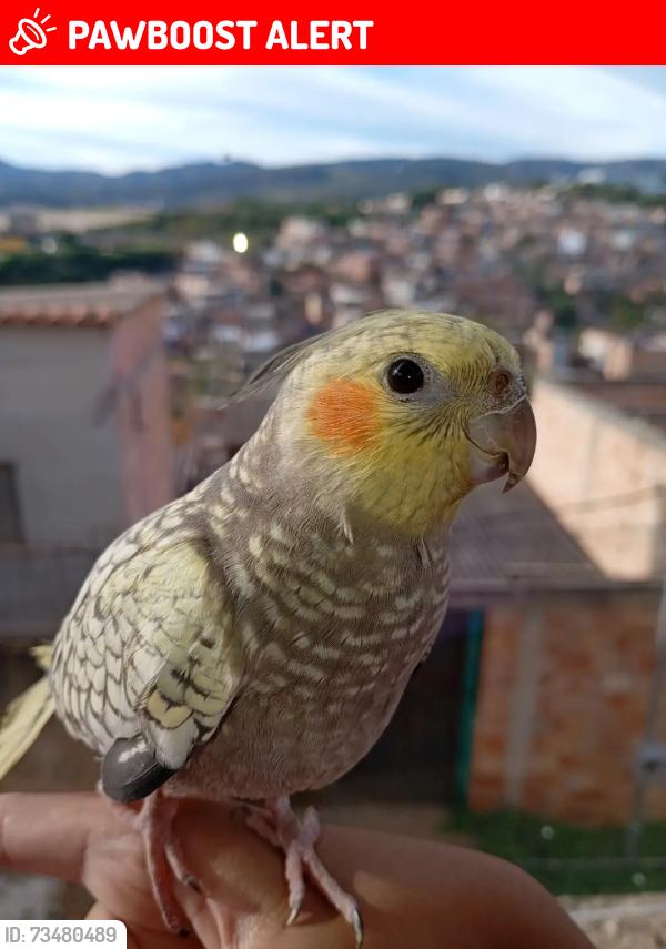 Lost Female Bird last seen Rua Coletora 525- Castanheira || (Vale do Jatobá), Belo Horizonte- MG, Castanheira II (Vale do Jatobá), MG 30670-050