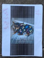 Lost Female Dog last seen Saturn and Gemini, Houston, TX 77058