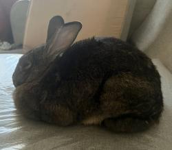 Lost Male Rabbit last seen Rancho vista apmts, Las Vegas, NV 89102