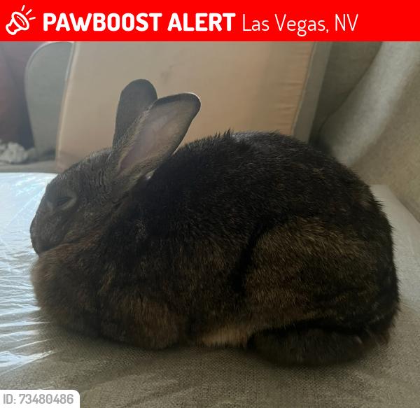 Lost Male Rabbit last seen Rancho vista apmts, Las Vegas, NV 89102