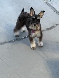 Reunited Female Dog last seen Near Calanda, Orlando, FL 32807