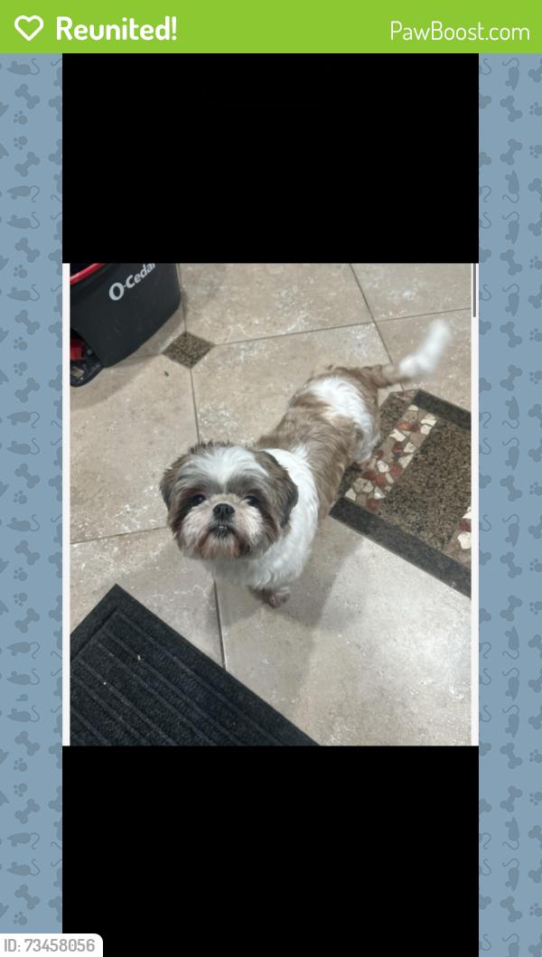 Reunited Female Dog last seen Fondren and 59, Houston, TX 77096