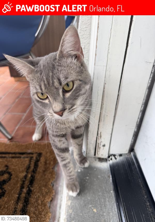 Lost Male Cat last seen Santiago Ave, Orlando, FL 32807
