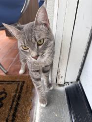 Lost Male Cat last seen Santiago Ave, Orlando, FL 32807