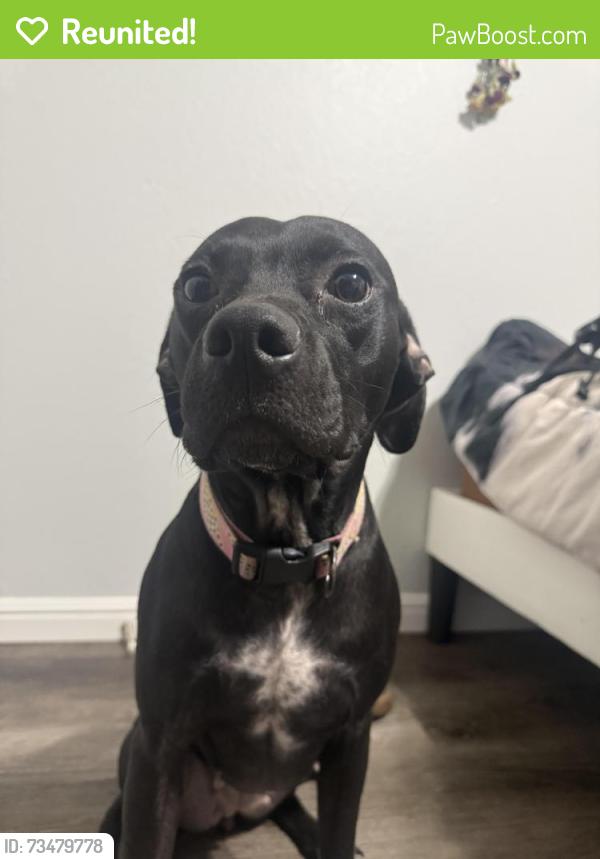 Reunited Female Dog last seen Black warrior Creek. Main Street. Weatherford College., Weatherford, TX 76086