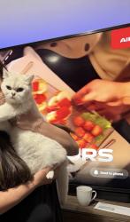 Lost Female Cat last seen Brent Stephens way, Brampton, ON L7A 5B6