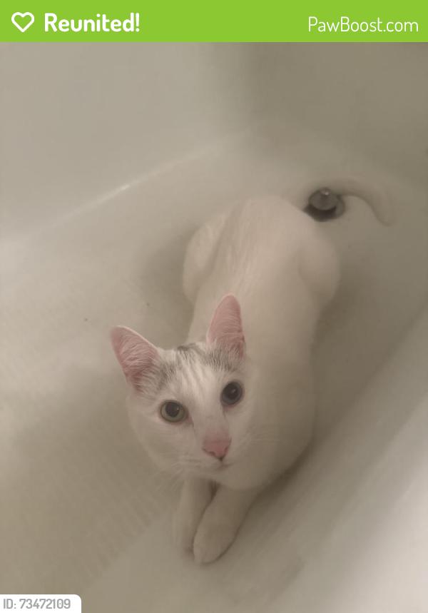 Reunited Male Cat last seen Angelina Bend dr, Denton, TX 76205