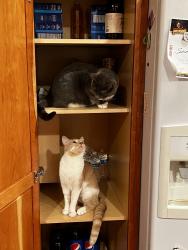 Reunited Female Cat last seen Dimmer Dr, Placentia, CA 92870