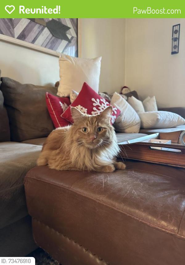 Reunited Male Cat last seen Near Carlton oaks drive, Santee, CA 92071
