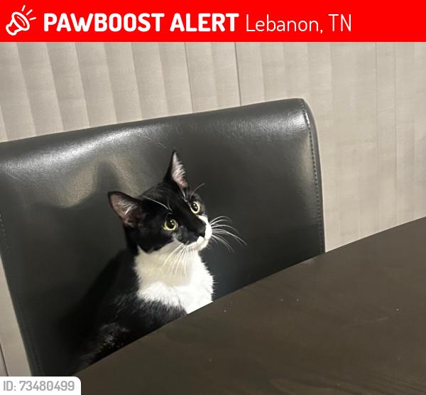 Lost Male Cat last seen Dove Dr, Lebanon, TN 37087