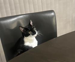 Lost Male Cat last seen Dove Dr, Lebanon, TN 37087