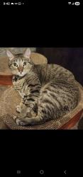 Reunited Male Cat last seen Between 95th and plainfield/ Naperville rd. And 95th and Book rd., Naperville, IL 60564