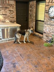 Found/Stray Male Dog last seen Between 663 and McAlpin, Midlothian, TX 76065