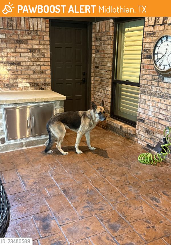 Found/Stray Male Dog last seen Between 663 and McAlpin, Midlothian, TX 76065