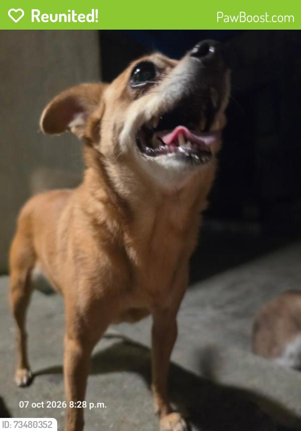 Reunited Female Dog last seen On 6th st alley in between soto st and mathews st 90033, Los Angeles, CA 90033