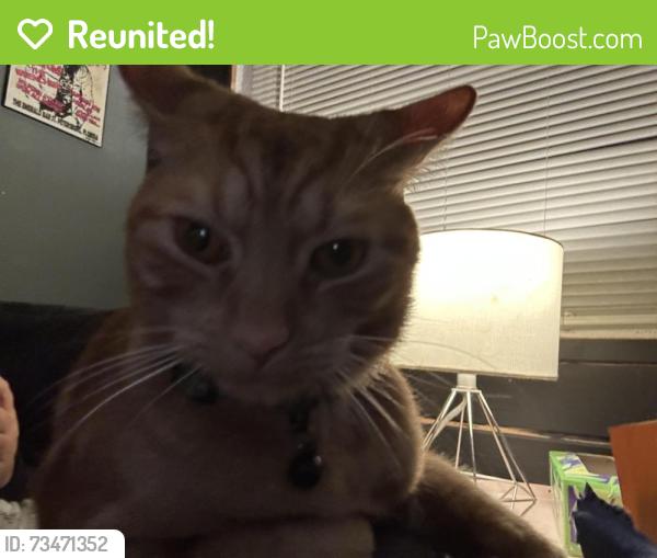 Reunited Male Cat last seen Carnelian and Massachusetts in New Port Richey, New Port Richey, FL 34653