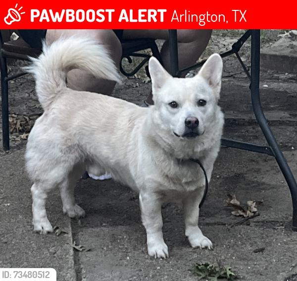 Lost Male Dog last seen Near connally terrence, Arlington, TX 76010