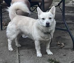 Lost Male Dog last seen Near connally terrence, Arlington, TX 76010