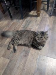 Lost Male Cat last seen Elijah McClain's, Washington, MO 63090