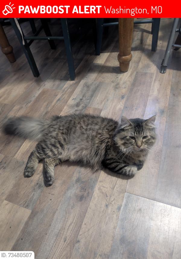 Lost Male Cat last seen Elijah McClain's, Washington, MO 63090