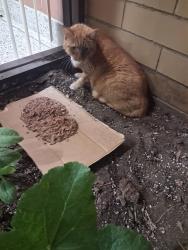 Reunited Male Cat last seen 45th St and palisade avenue, Union City, NJ 07087