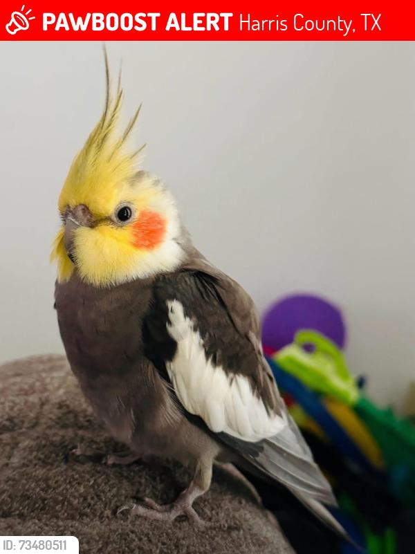 Lost Male Bird last seen Jasmine Heights, Harris County, TX 77449