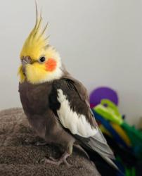 Lost Male Bird last seen Jasmine Heights, Harris County, TX 77449